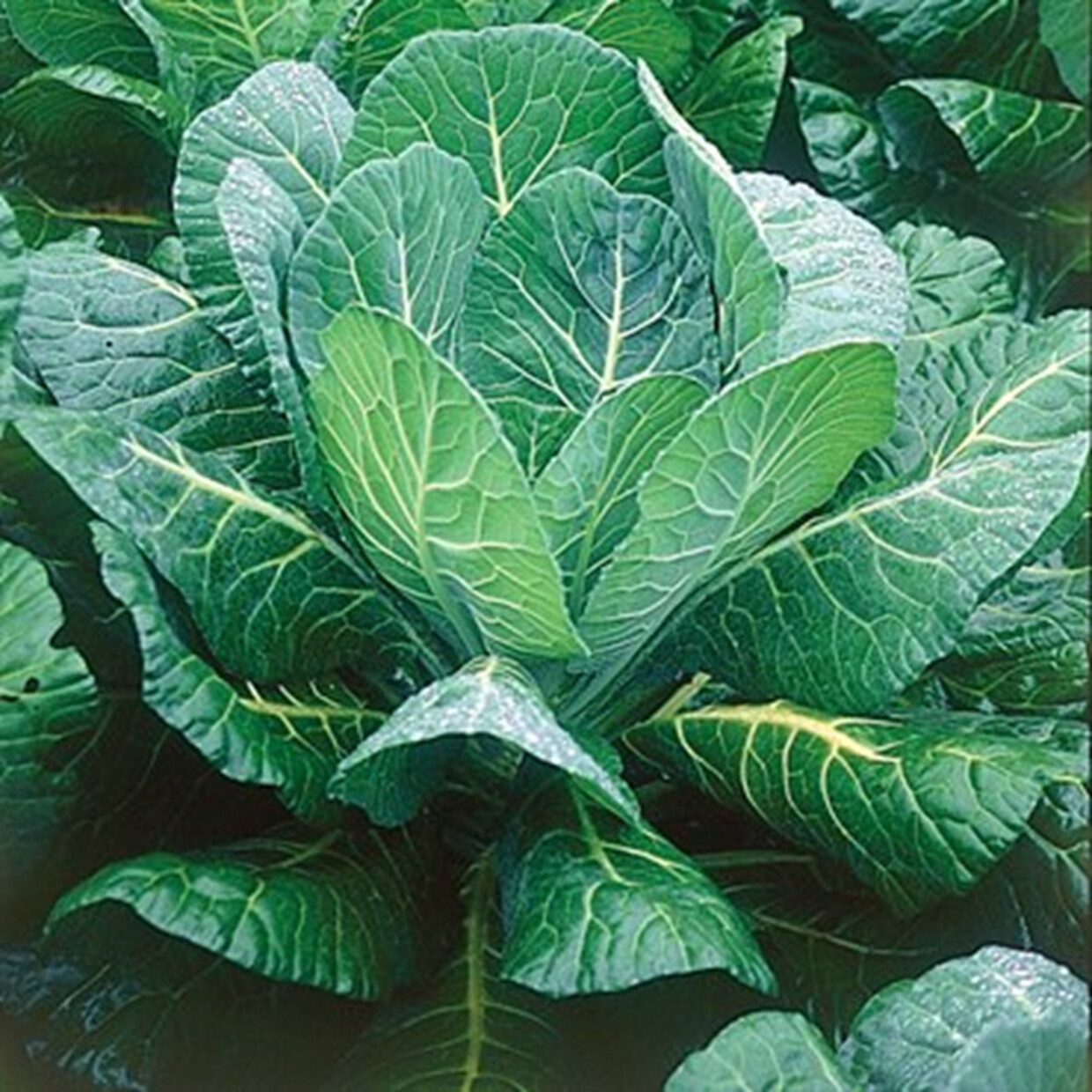 Morris Heading Collard Seeds 300+ Greens Vegetable Garden NON-GMO FREE SHIPPING