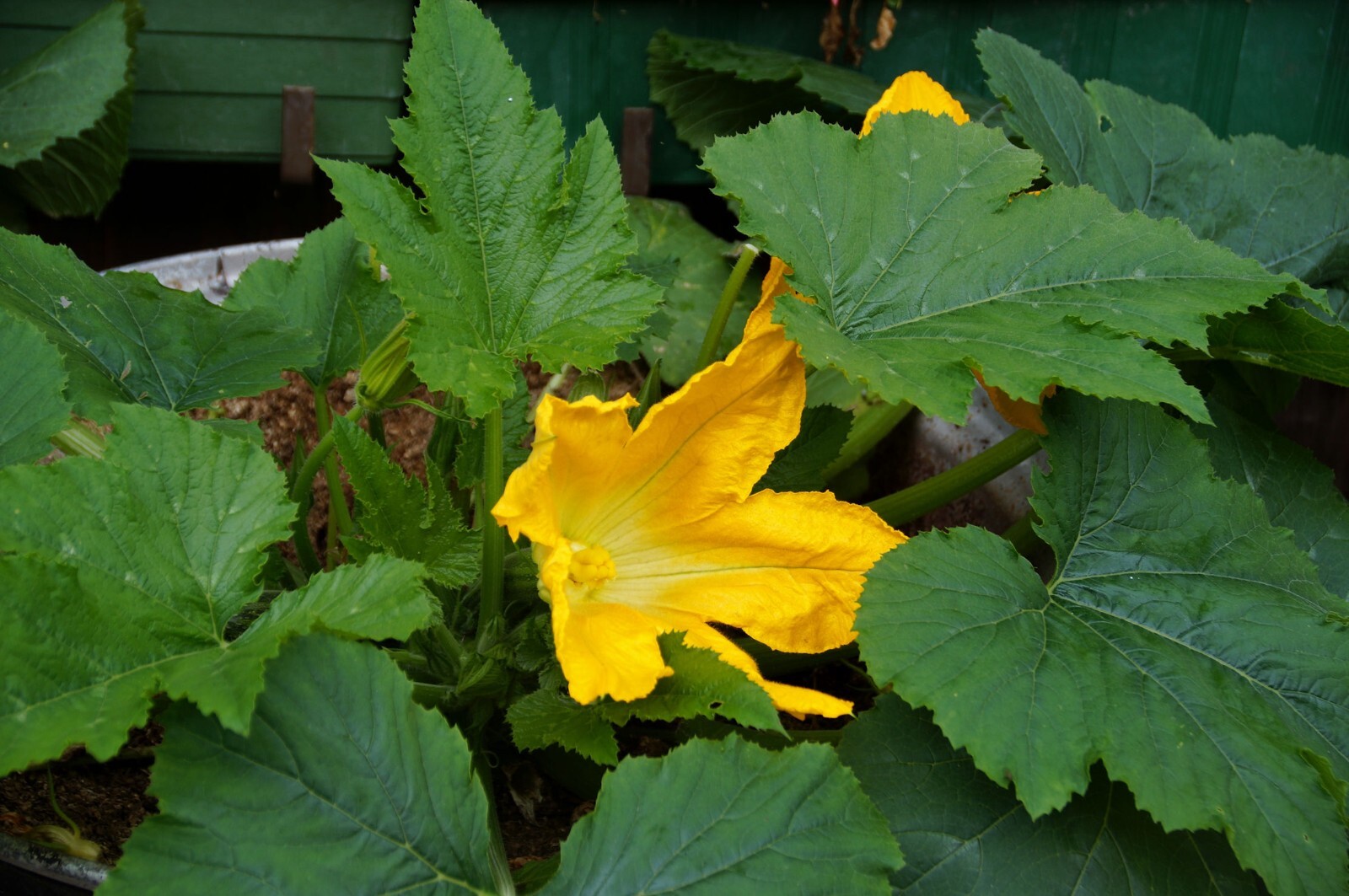 Vegetable Seeds-Zucchini Dark Green Squash – 20 Heirloom Seeds – Great Taste