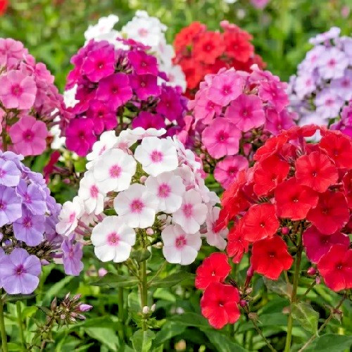 Mixed Colors Phlox Seeds Easy To Grow Fragrant, Beautiful Sun Loving Pollinators