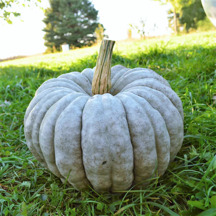 Jarrahdale Blue Pumpkin Seeds | Jarradale Queensland Cinderella Doll 2023 NEW