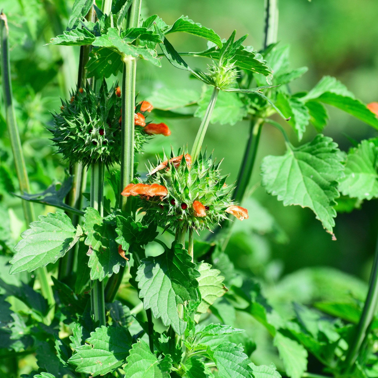 Cordao Seeds, Klip Dagga (Leonotis nepetifolia) ~Pollinator Attractor Garden