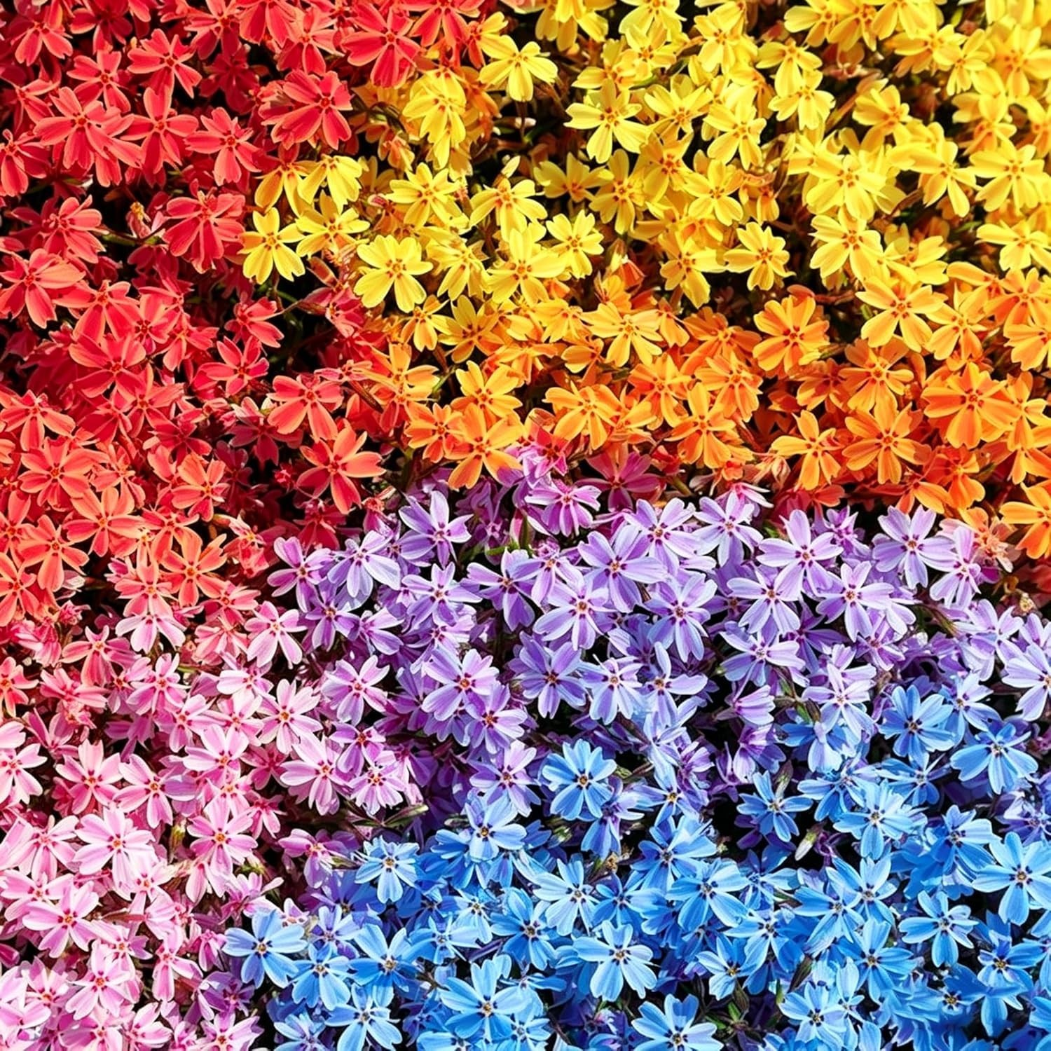 10007+ Creeping Mixed Phlox Seeds for Planting,Bright Perennial Creeping Phlox S