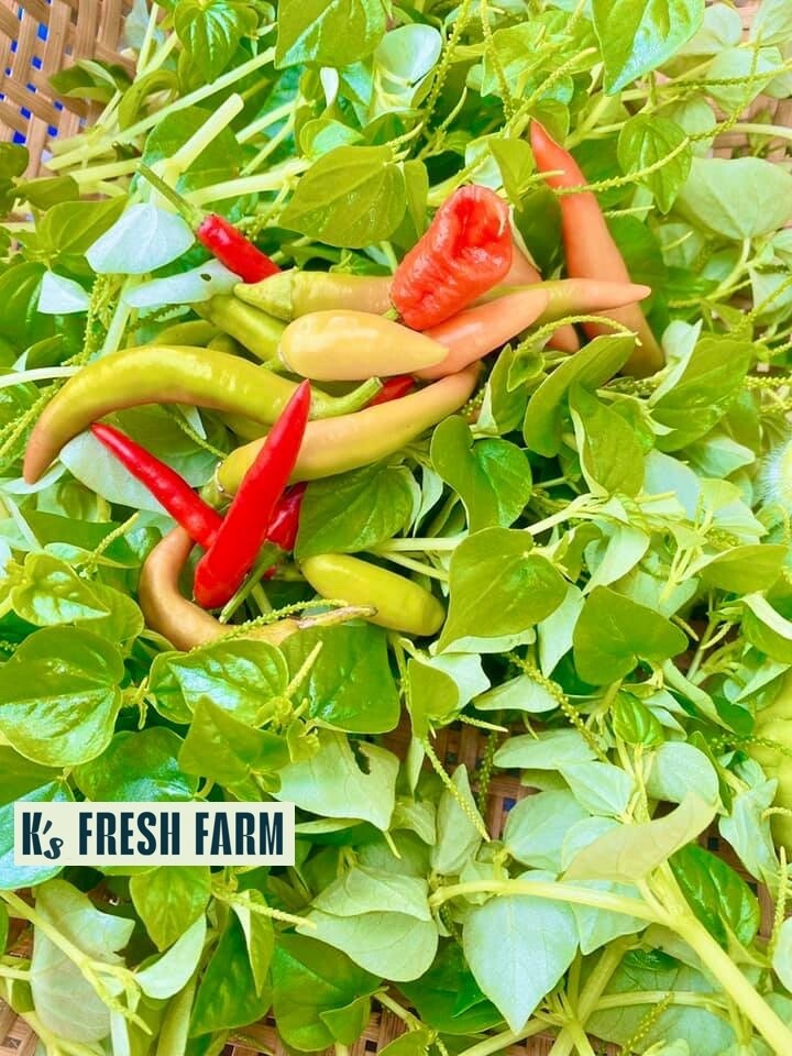 (1000+ PCS) CRAB CLAW ,PEPEROMIA PELLUCIDA SEEDS, HẠT RAU CÀNG CUA