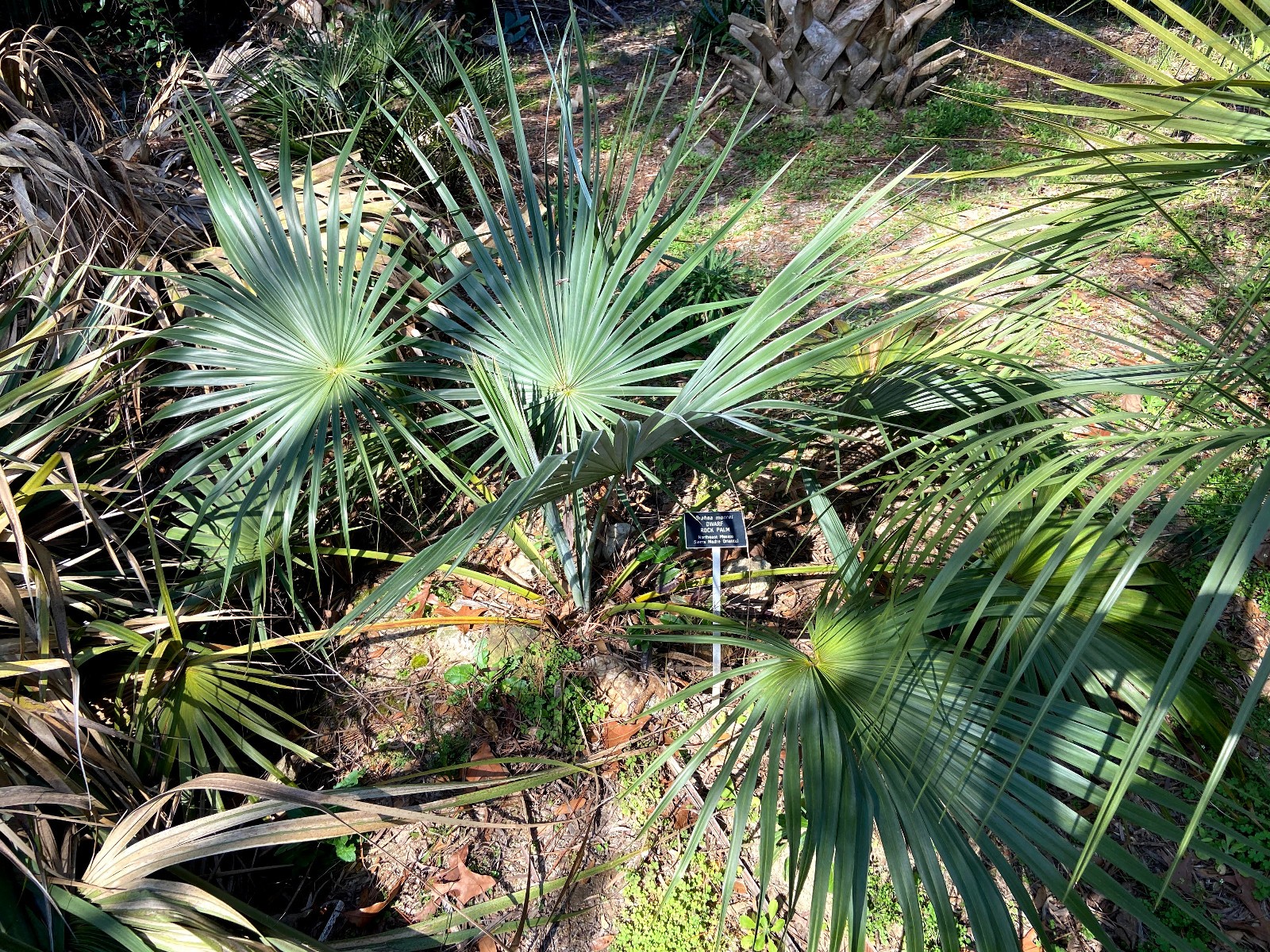 Brahea moorei Seeds! Dwarf Rock Palm Cold Hardy!!!