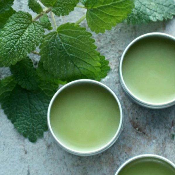 Lemon Balm Seeds | Herb Garden Vegetable Non GMO Basil Citrus Tea Mint Seed 2024