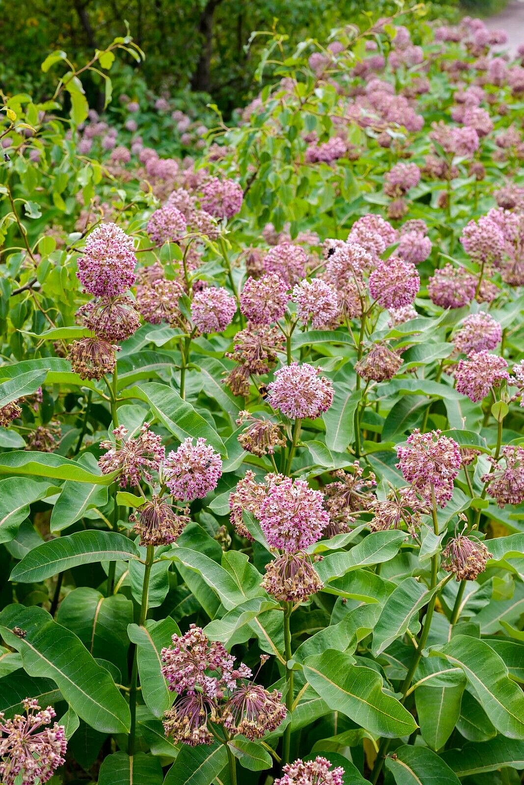 PINK MILKWEED 101 SEEDS, COMMON MILKWEED, ASCLEPIAS SYRIACA, MONARCH BUTTERFLIES