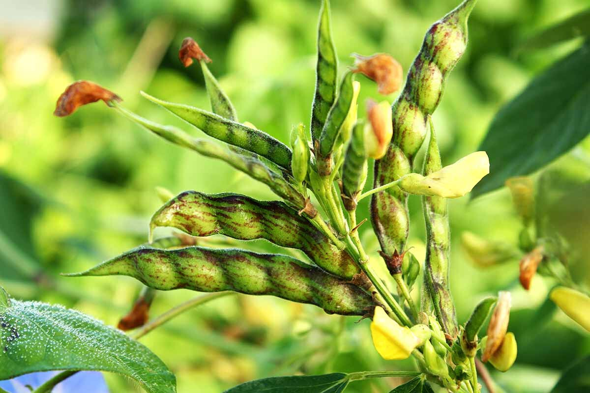 Pigeon Pea Seeds (25) / BUSH BEAN / HEIRLOOM / ORGANIC / FLORIDA GROWN