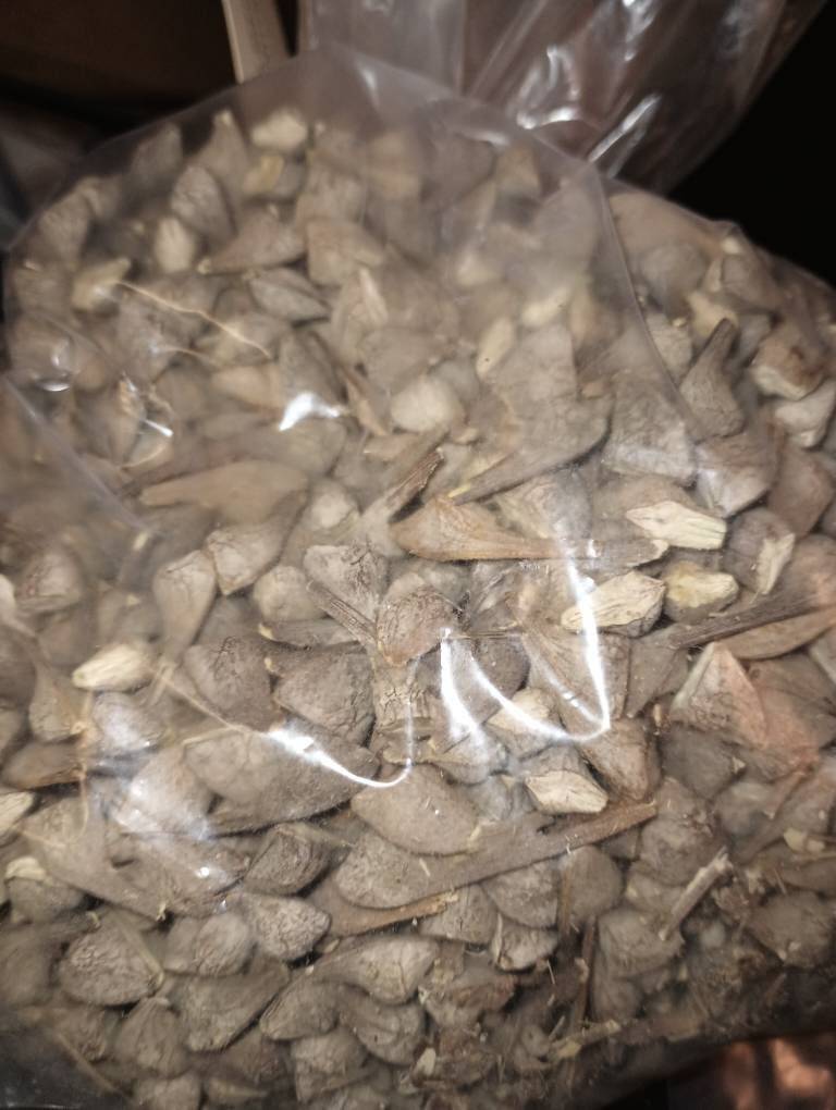 Broadleaf Maple Tree Seeds (Acer Macrophyllum) (Big-Leaf Maple Tree)
