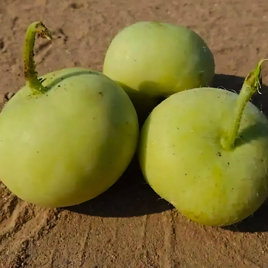 Fresh Indian Tinda Gourd 10 Seeds | Apple Gourd | Heirloom Non-GMO| Indian