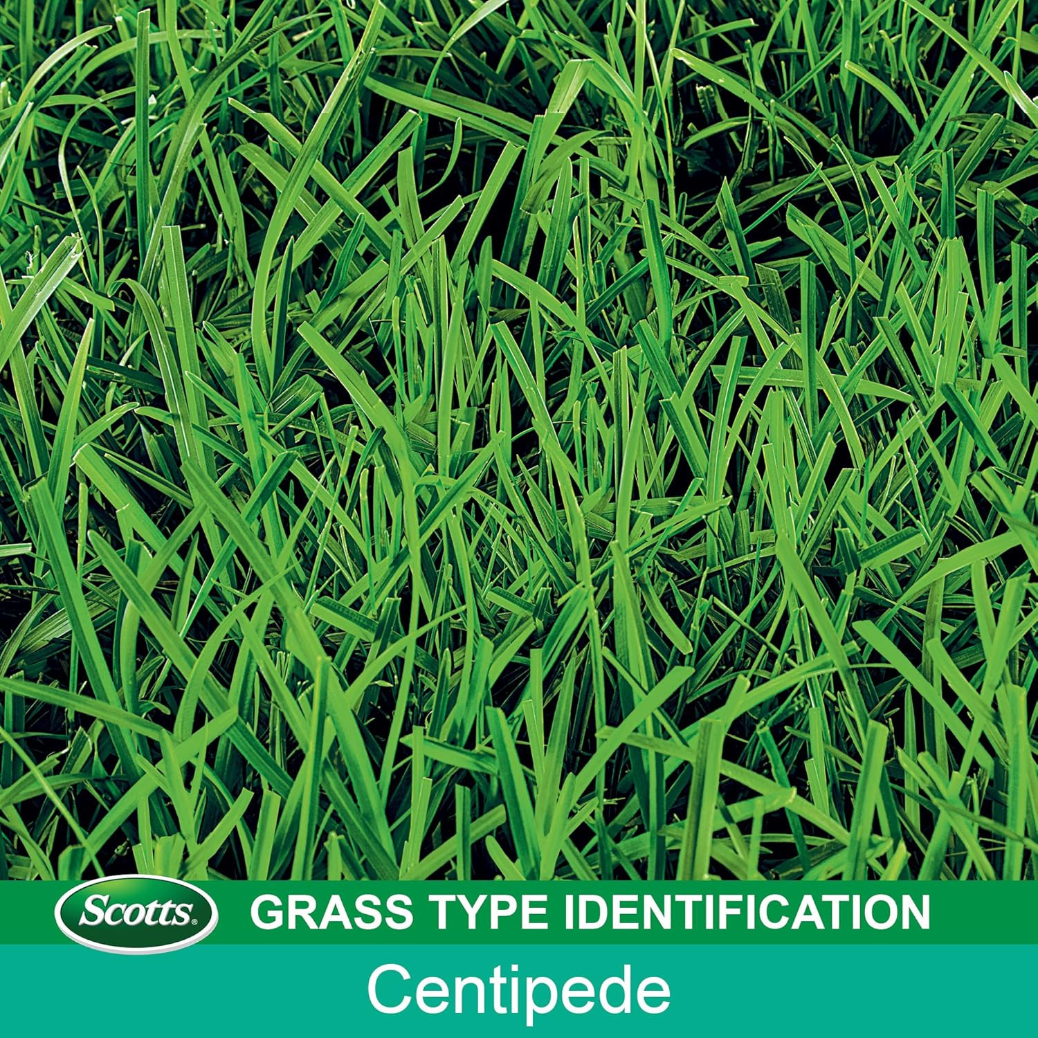 Turf Builder Centipede Grass Seed & Mulch, Grows a Thick, Low-Maintenance Lawn,