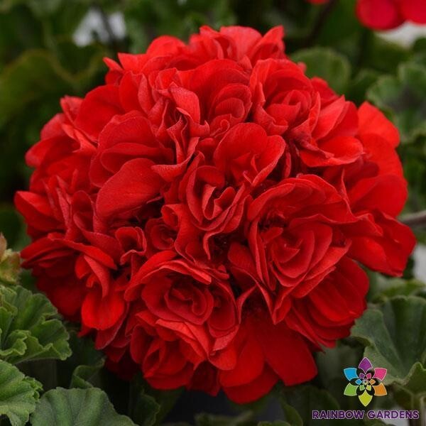 25+ Presto Dark Red Geranium Seeds for Garden Planting – USA – FREE SHIPPING!