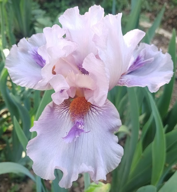(4) TALL BEARDED IRIS RHIZOME RANDOM MIX BEAUTIFUL FLOWERS ROOT GARDEN PLANTS