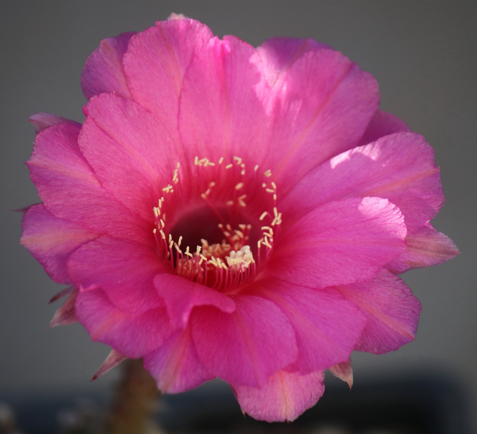 Echinopsis ‘Tabasco’