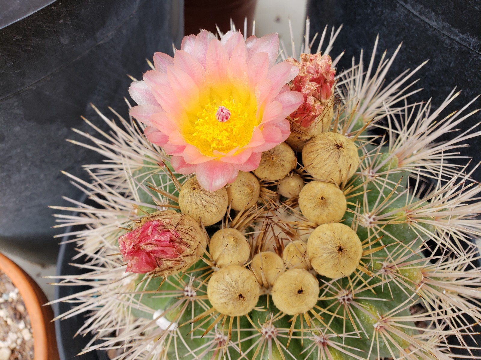 Notocactus roseoluteus seeds 50x Seeds