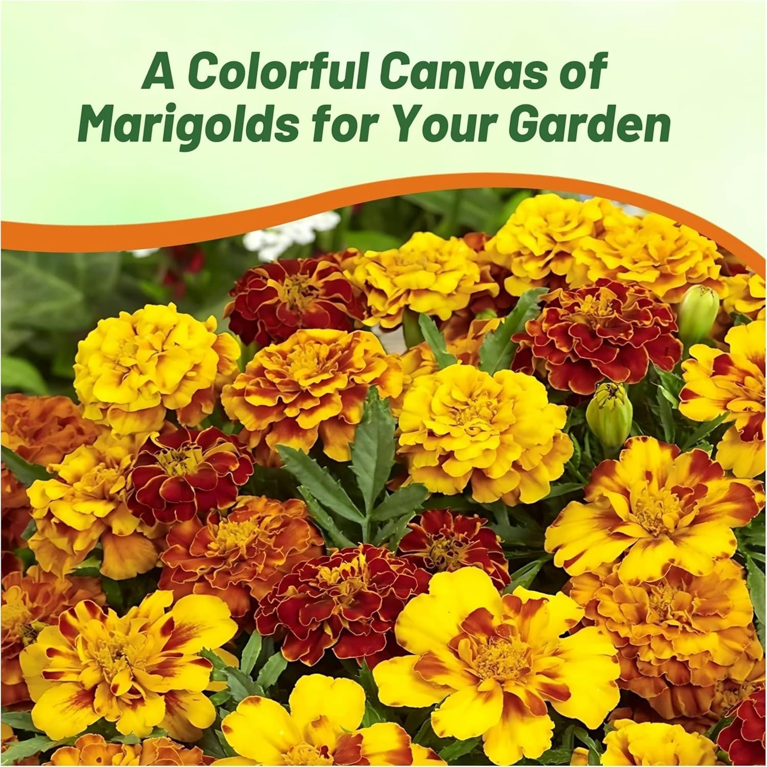 Heat & Drought Resistant French Marigold Seeds Mix – 1 Lb. Ideal for Any Garden