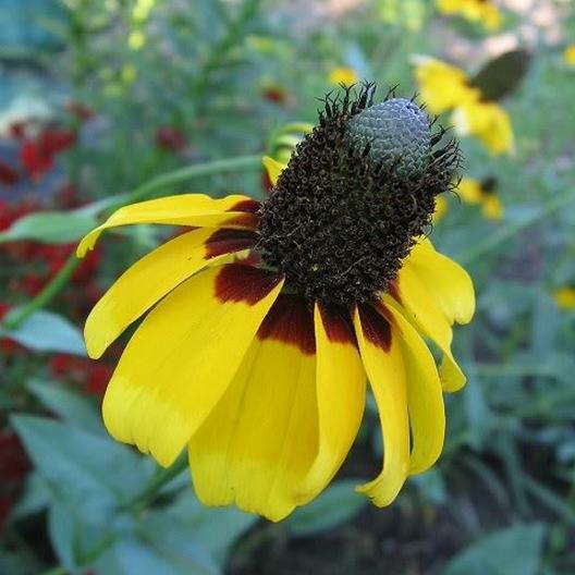 Landscaper’s Pack Coneflower Mix CONEHEAD / Echinacea Perennials+ 1500+ Seeds