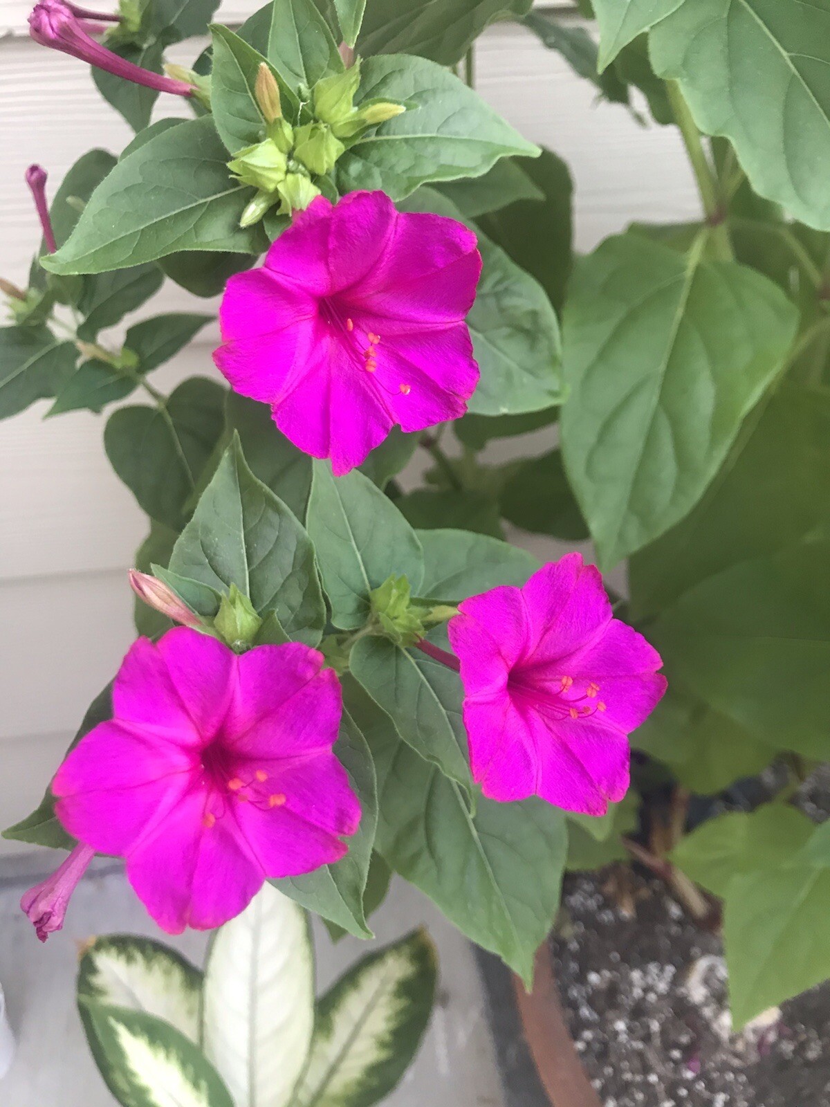 Mirabilis jalapa 4 o’clock seeds magenta pink 25 SEEDS