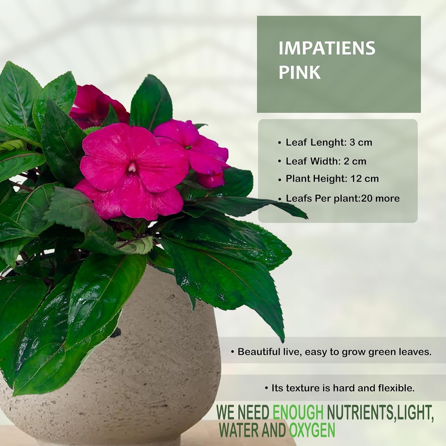 Impatiens Pink (Pack of 2)– Lush Blooming Annual with Soft Pink Flowers