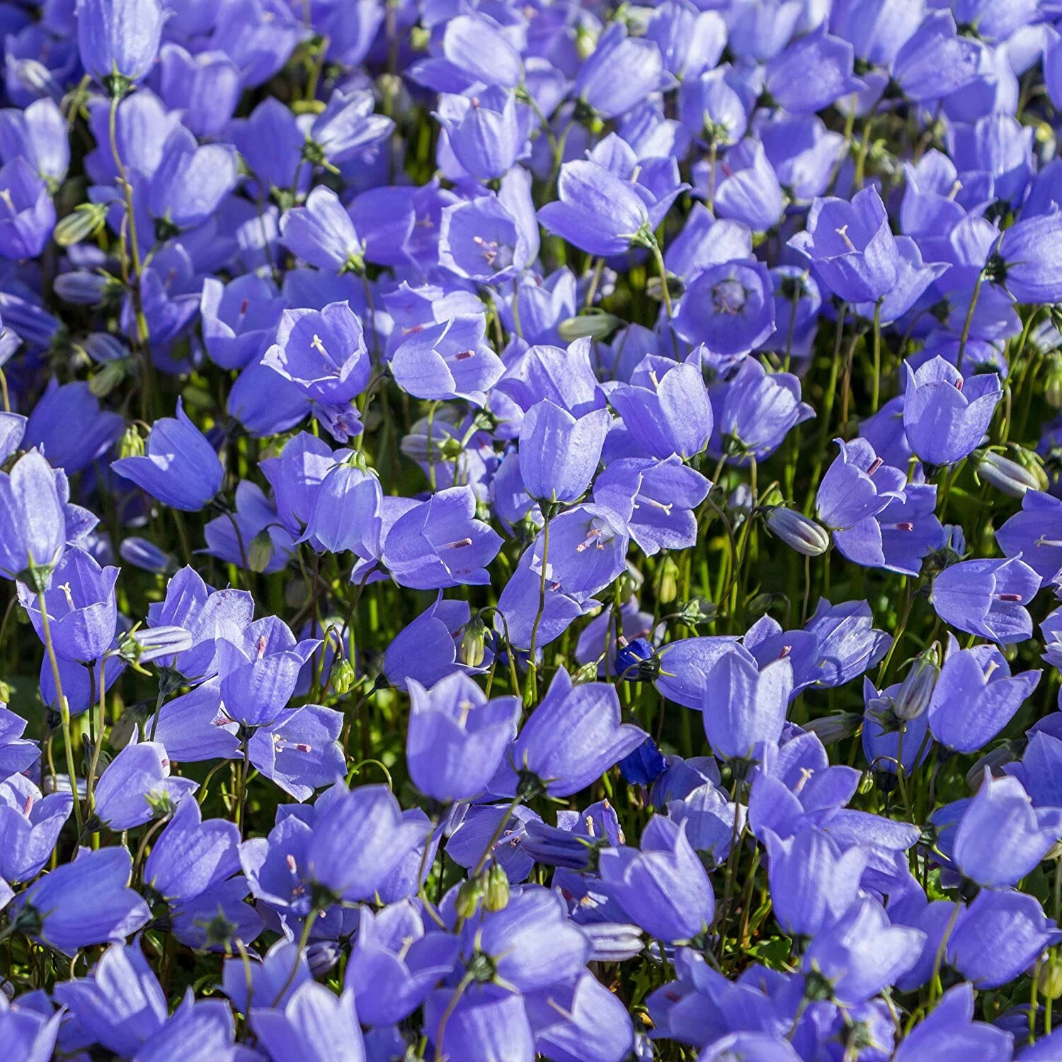Campanula carpatica | Carpathian & Tussock Bellflower | Harebell | 200_Seeds