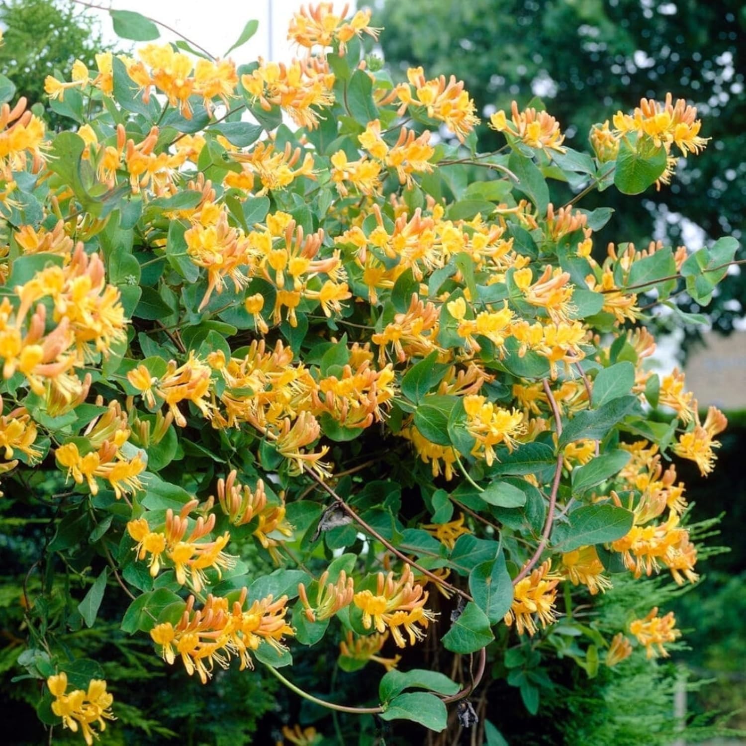 200 Honeysuckle Seeds – Non-GMO Heirloom, Fragrant Climbing Perennial Vine, Poll