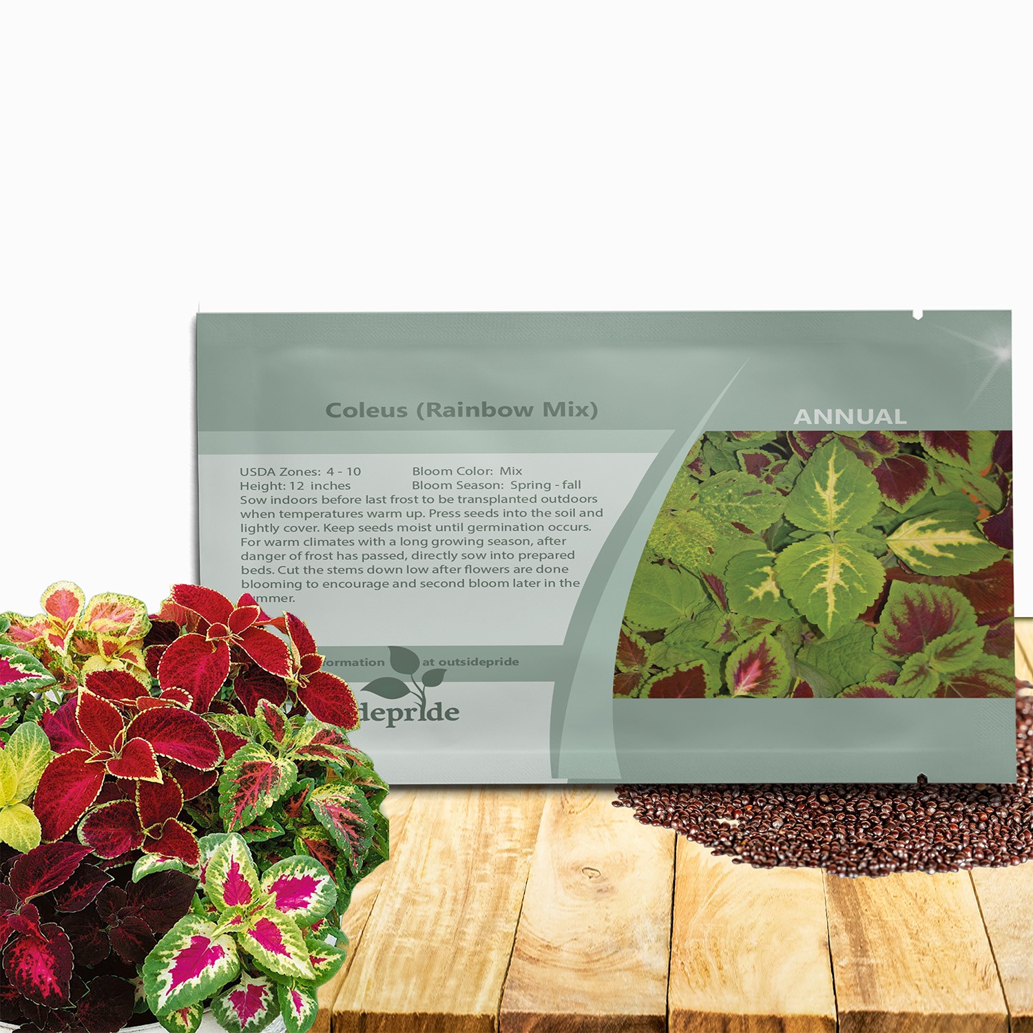 10000 Seeds Coleus Seed Mix For Planting – Rainbow Mix Flower Seeds | Shade