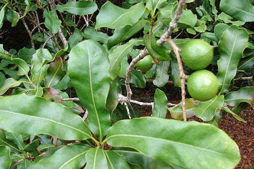 Macadamia integrifolia | Queensland Nut | 10 Seeds