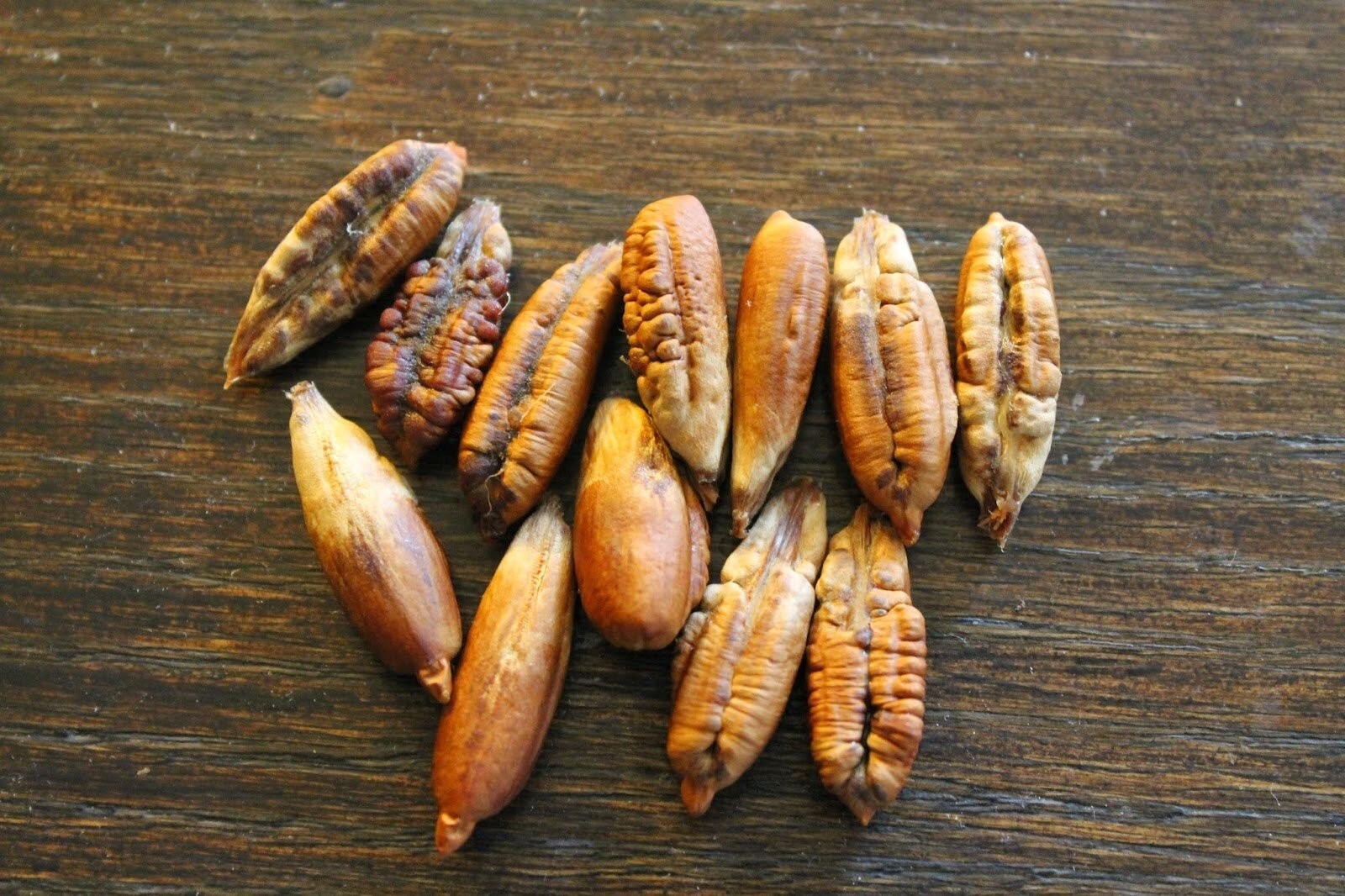 50 Medjool date seeds