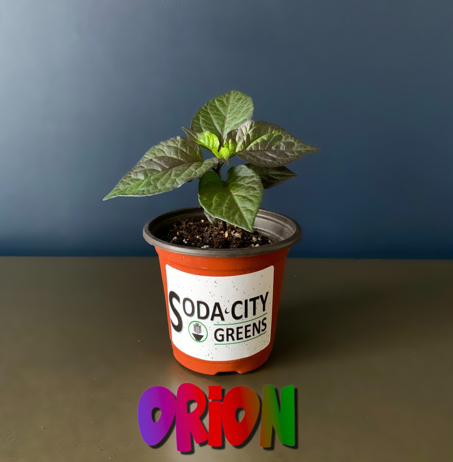 Orion Pepper Seeds 10+