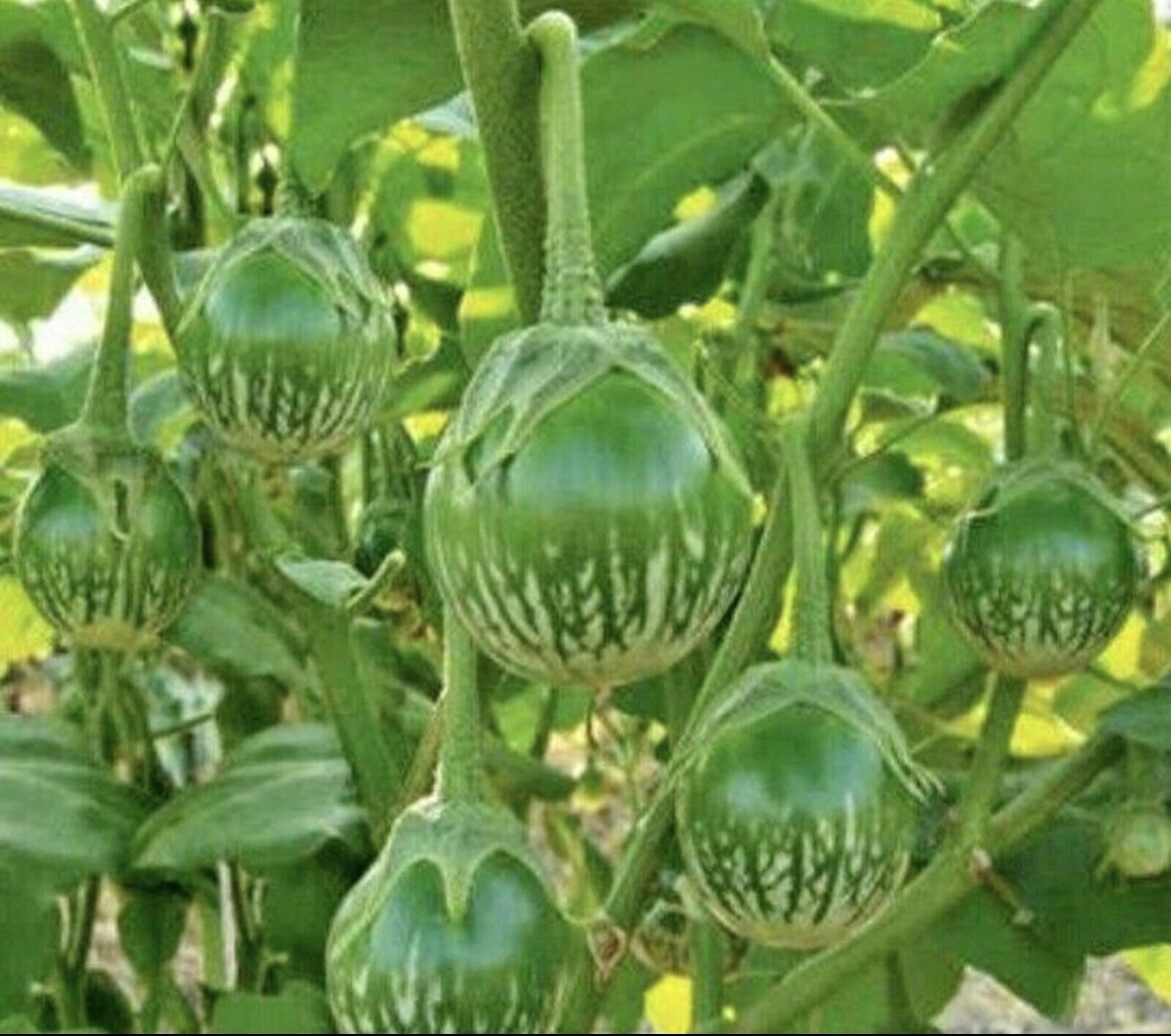 10 packets ASIAN VEGETABLE SEEDS Bundle Non GM0 Heirloom