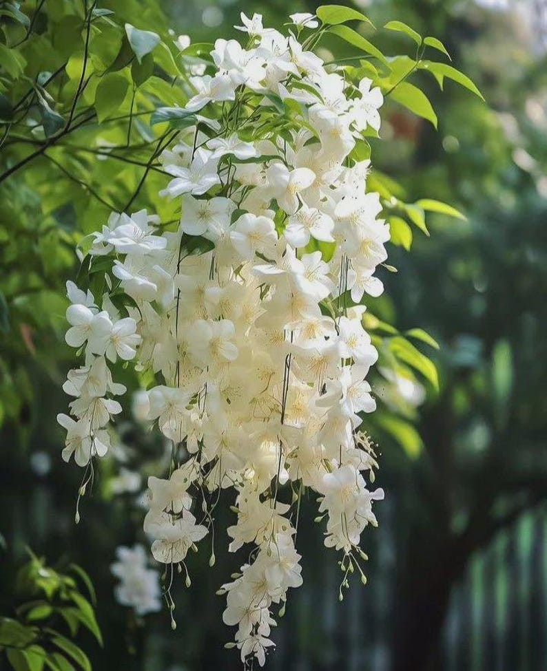 Weeping Jasmine Climbing Seeds 100+ – Garden Balcony Flower Vine