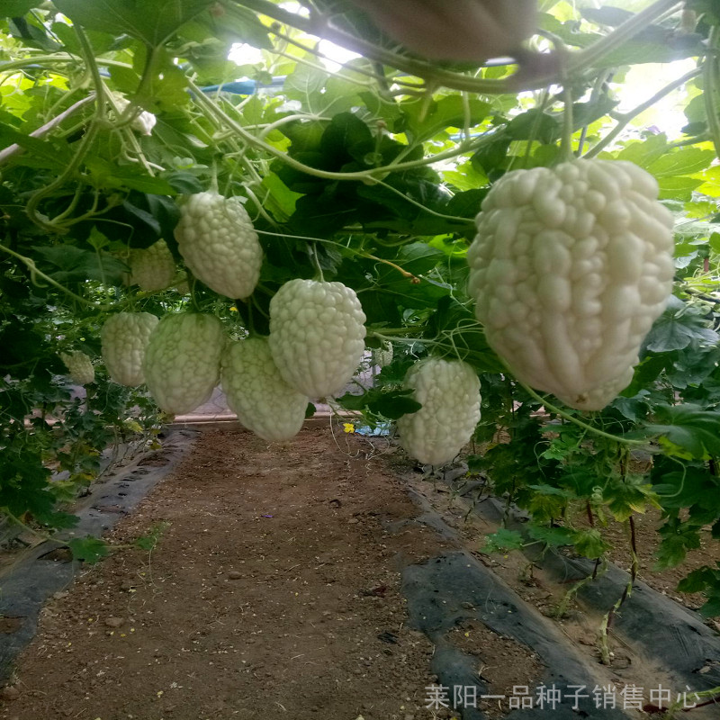 Khổ qua timTrắng 20 Seeds Apple White Bitter Melon round shape rare 台灣白蘋果苦瓜
