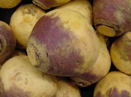 100 FRESH RUTABAGA AMERICAN PURPLE TOP SEEDS FREE USA SHIPPING