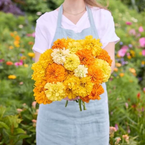 Premium Marigold Mix Seeds (1000 Count) – Hardy Annual Flower Seeds, Long