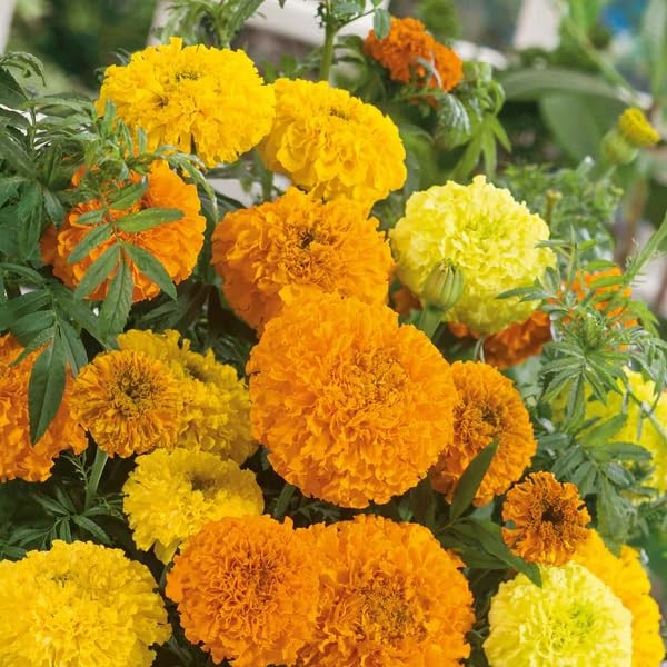 Premium Marigold Mix Seeds (1000 Count) – Hardy Annual Flower Seeds, Long