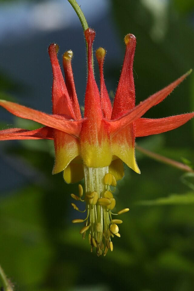 WESTERN RED COLUMBINE, 201 SEEDS, AQUILEGIA FORMOSA, SITKA COLUMBINE USA, NO GMO