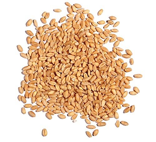 Wheat Berries – 5 Pounds – Farm Fresh Hard Red Winter Wheat Berries – Made in US