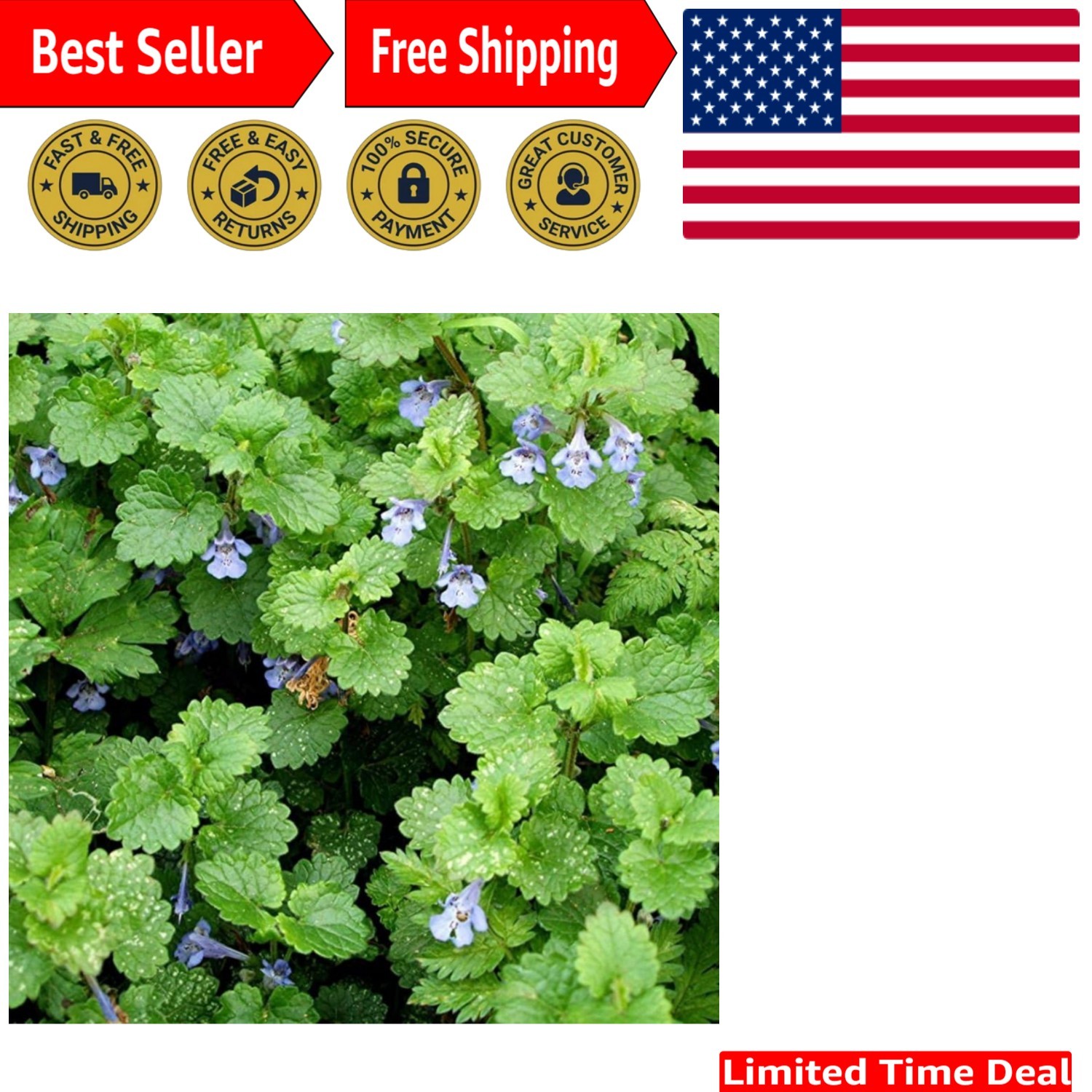 Ground Ivy Glechoma hederacea Seeds – Aromatic 10 Pack for Gardens