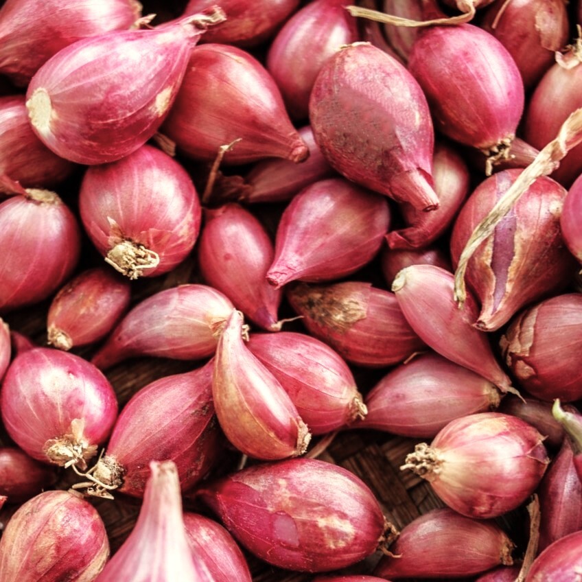 Nero Shallot Sets (Bulbs) | Traditional Round Onion Set Seed 2024 Fast Shipping