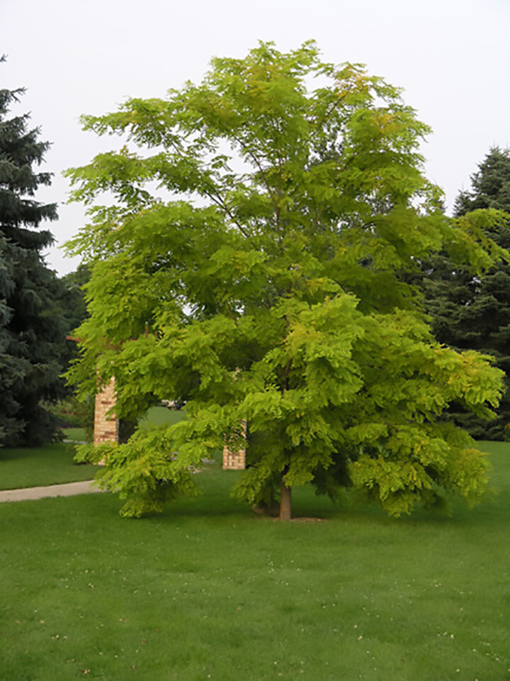 Black Locust, Robinia pseudoacacia, Tree Seeds (Fast, Hardy, Fragrant)