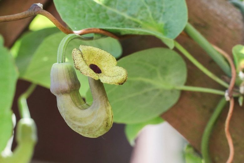 Aristolochia macrophylla DUTCHMANS VINE Exotic SEEDS!
