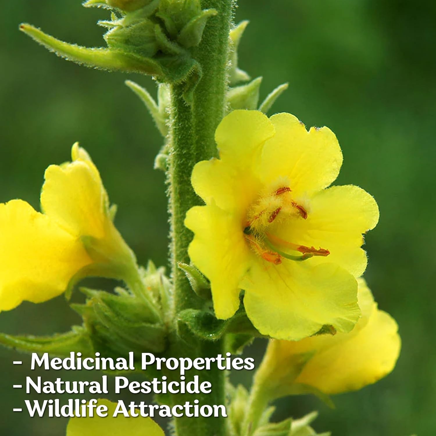 Grow 1000 Mullein Seeds – Non-GMO Organic Herb for Medicinal Use & Wellness