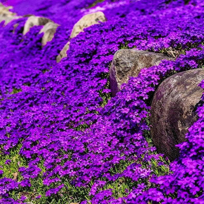 18000+ Mix Creeping Thyme Seeds Wild Creeping Thyme Seeds for Planting