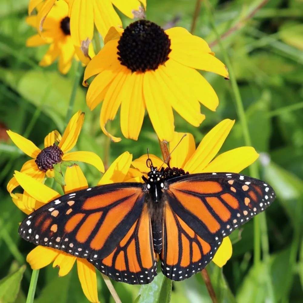 5000 Organic Black Eyed Susan Flower Seeds Non-GMO Heirloom- With Bonus!