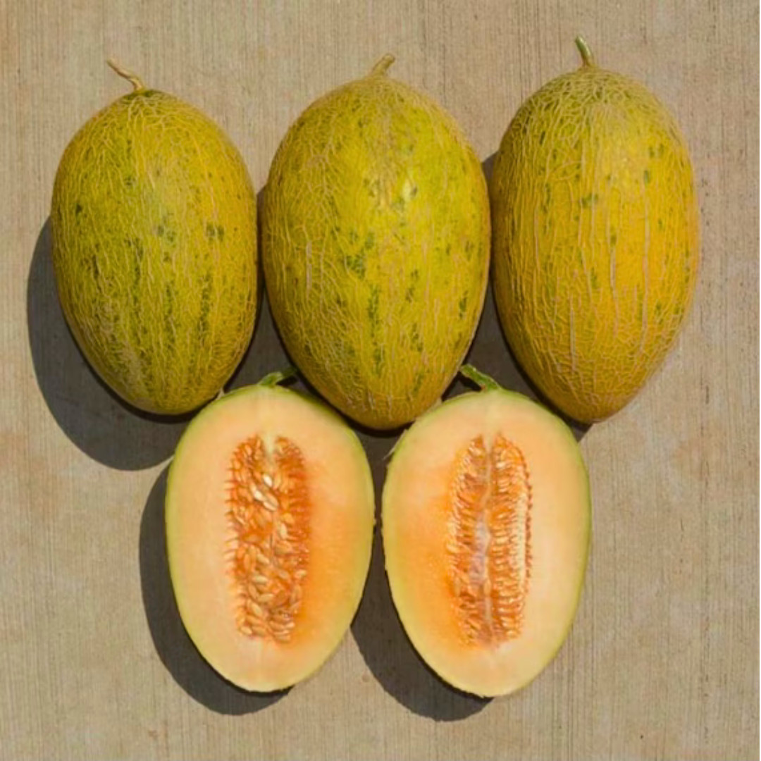 Fresh Sweet Delicious Hami Melon Seeds | Heirloom Non-GMO | Asian Fruit Seeds
