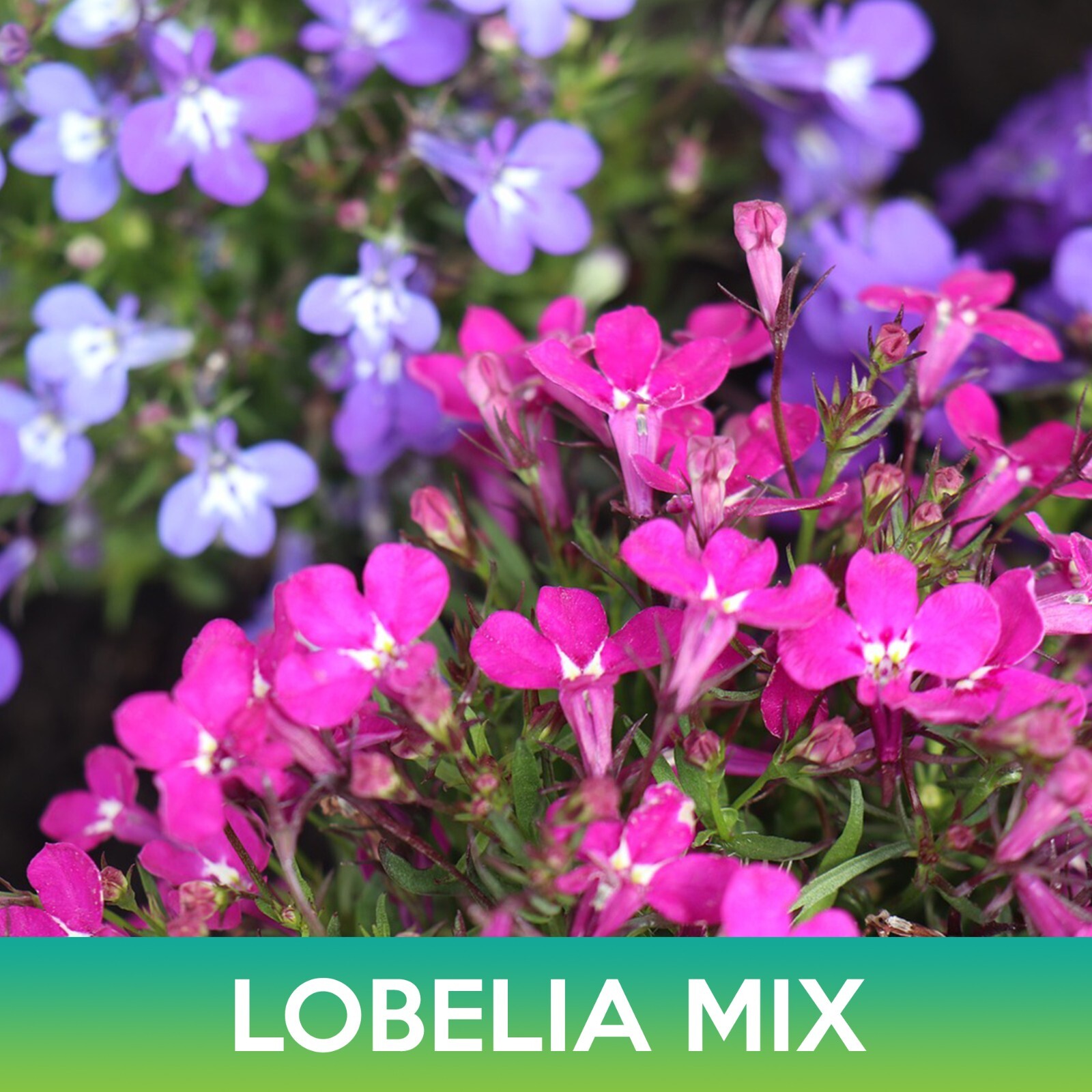 Lobelia Flower Mix Seeds, Lobelia Erinus