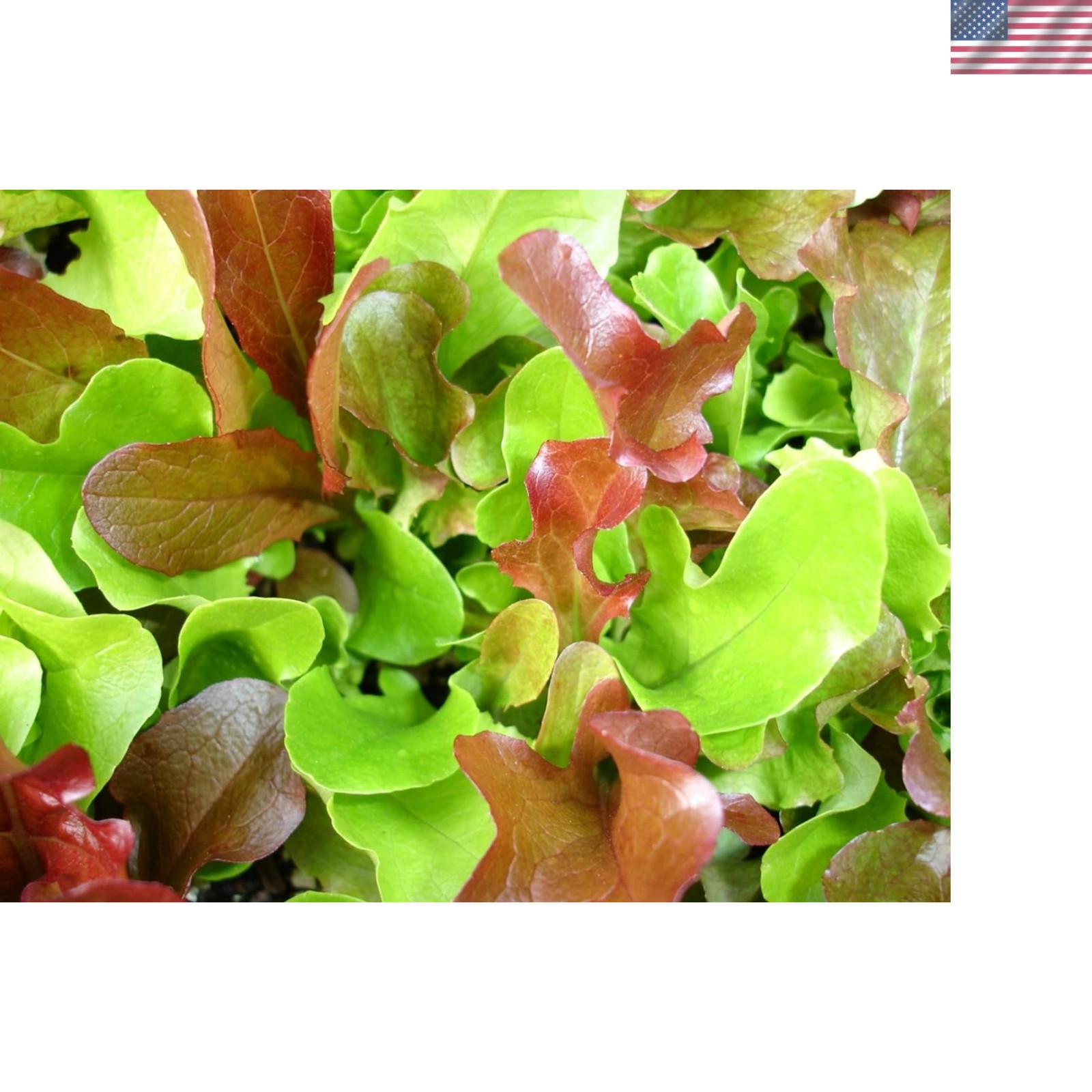 1,000+ Mesclun Lettuce Seeds – Full Sun, Moderate Watering for Winter Bounty