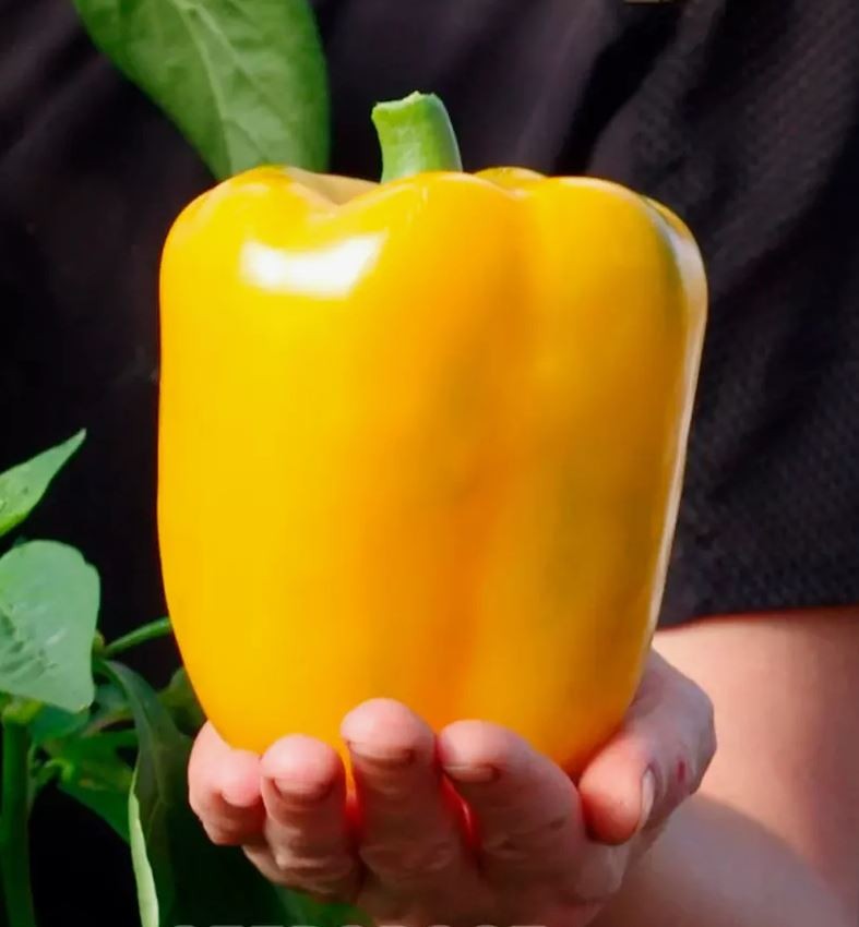 300 Seed Ultimate Heirloom Bell Pepper Combo Pack – NonGMO Super Sweet Peppers!!