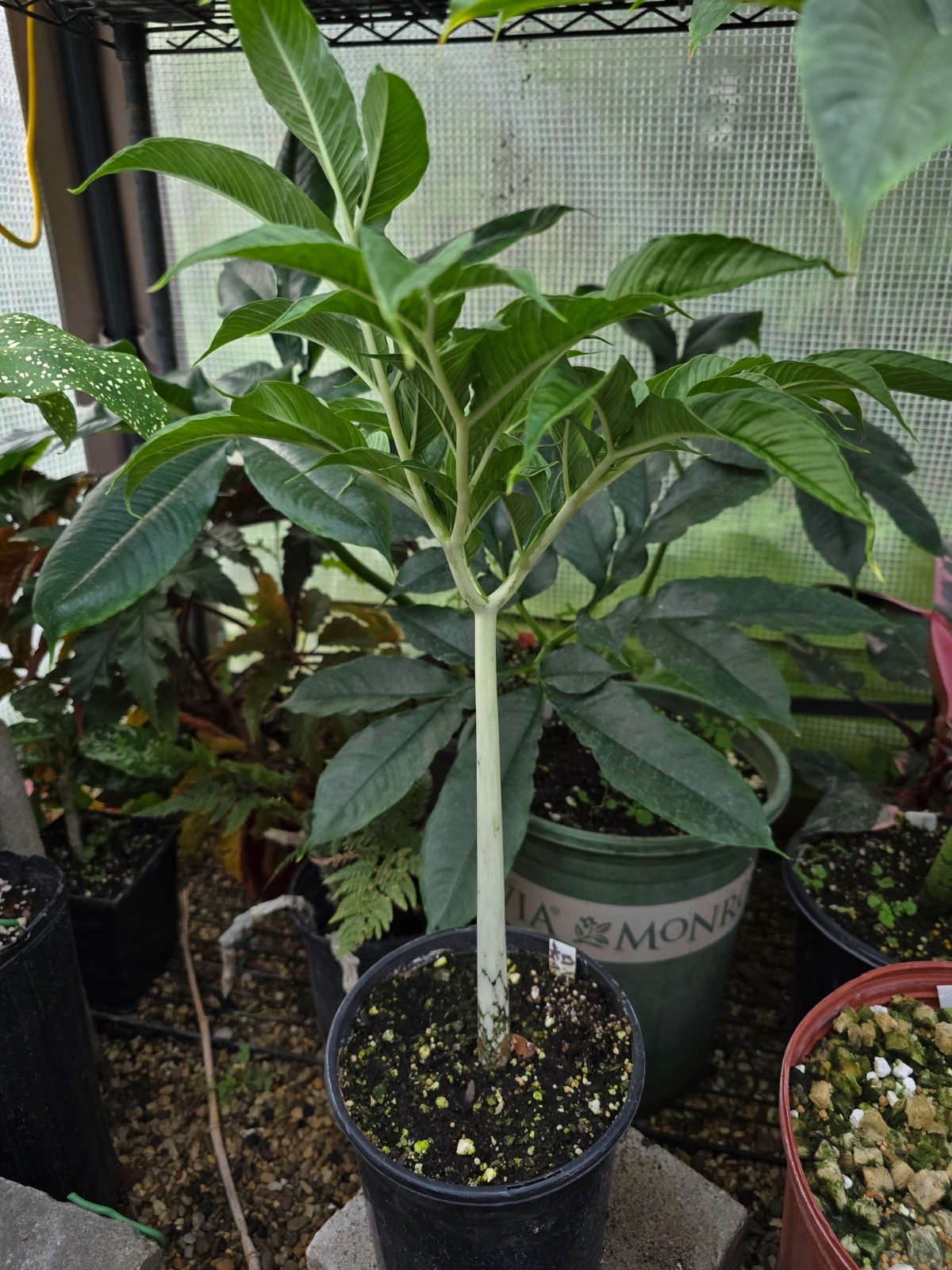 Amorphophallus 1st Time Hybrid Seeds Borneensis DGS Variabilis Rare Plant Aroid