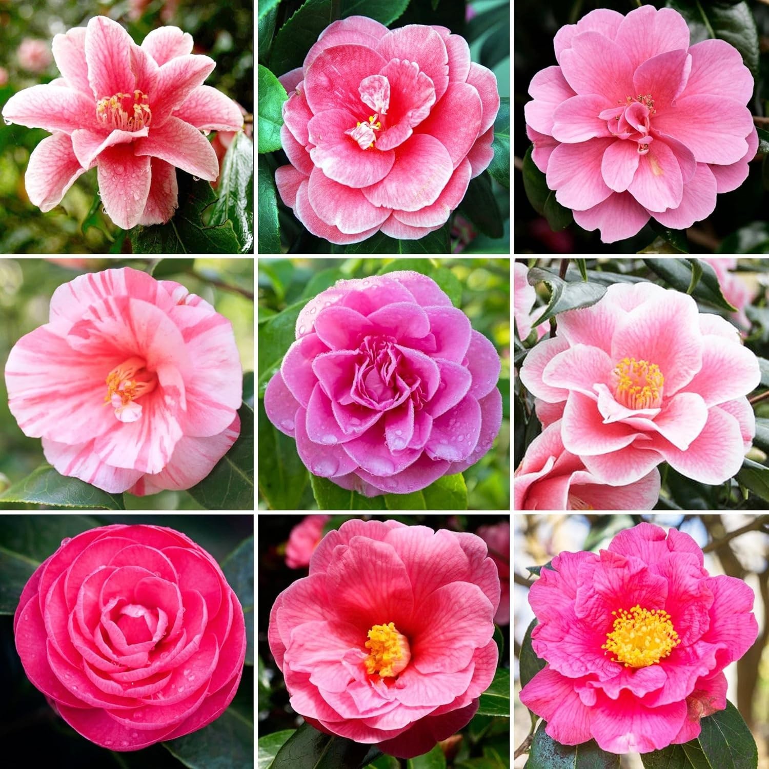 20+ Mixed Camellia Seeds for Planting-Camellia Shrub Impatiens Balsamina Flow…