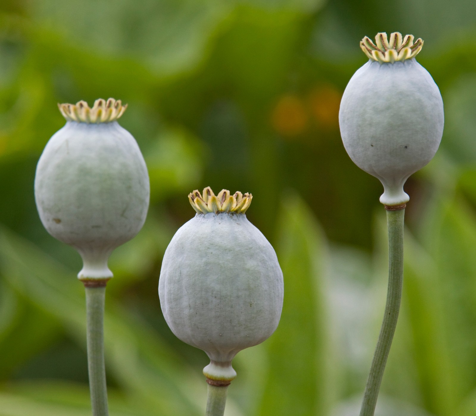 1,500 Jimi’s Snowflake Poppy Seeds –P. Somniferum – White Intricate Snowflakes!